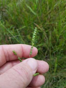 Image of field paspalum