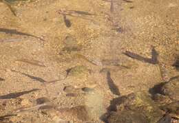 Image of Speckled killifish