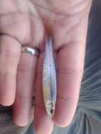 Image of Slim minnow