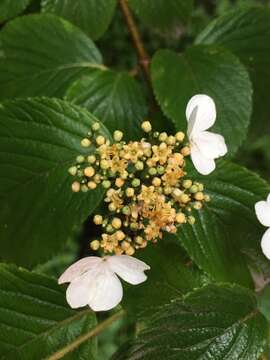 Image of Viburnum plicatum var. formosanum Y. C. Liu & C. H. Ou