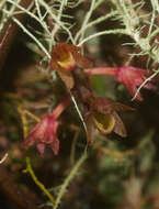 Plancia ëd Drymoanthus adversus (Hook. fil.) Dockrill