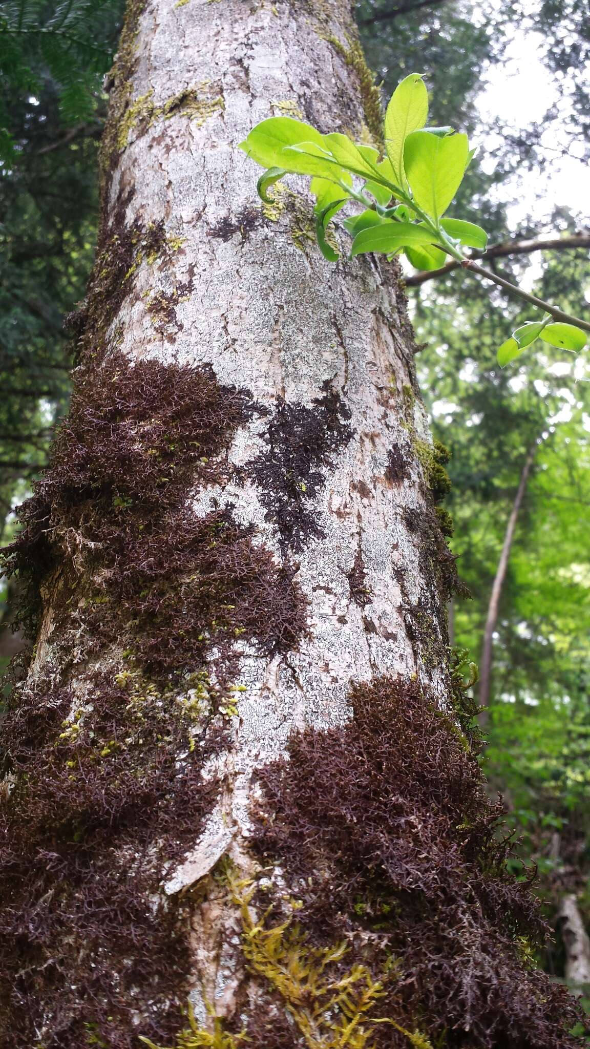 Image of Tamarisk Scalewort