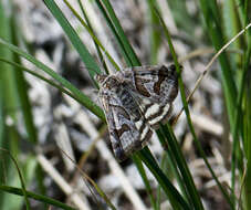 Image of Banded Grass-moth