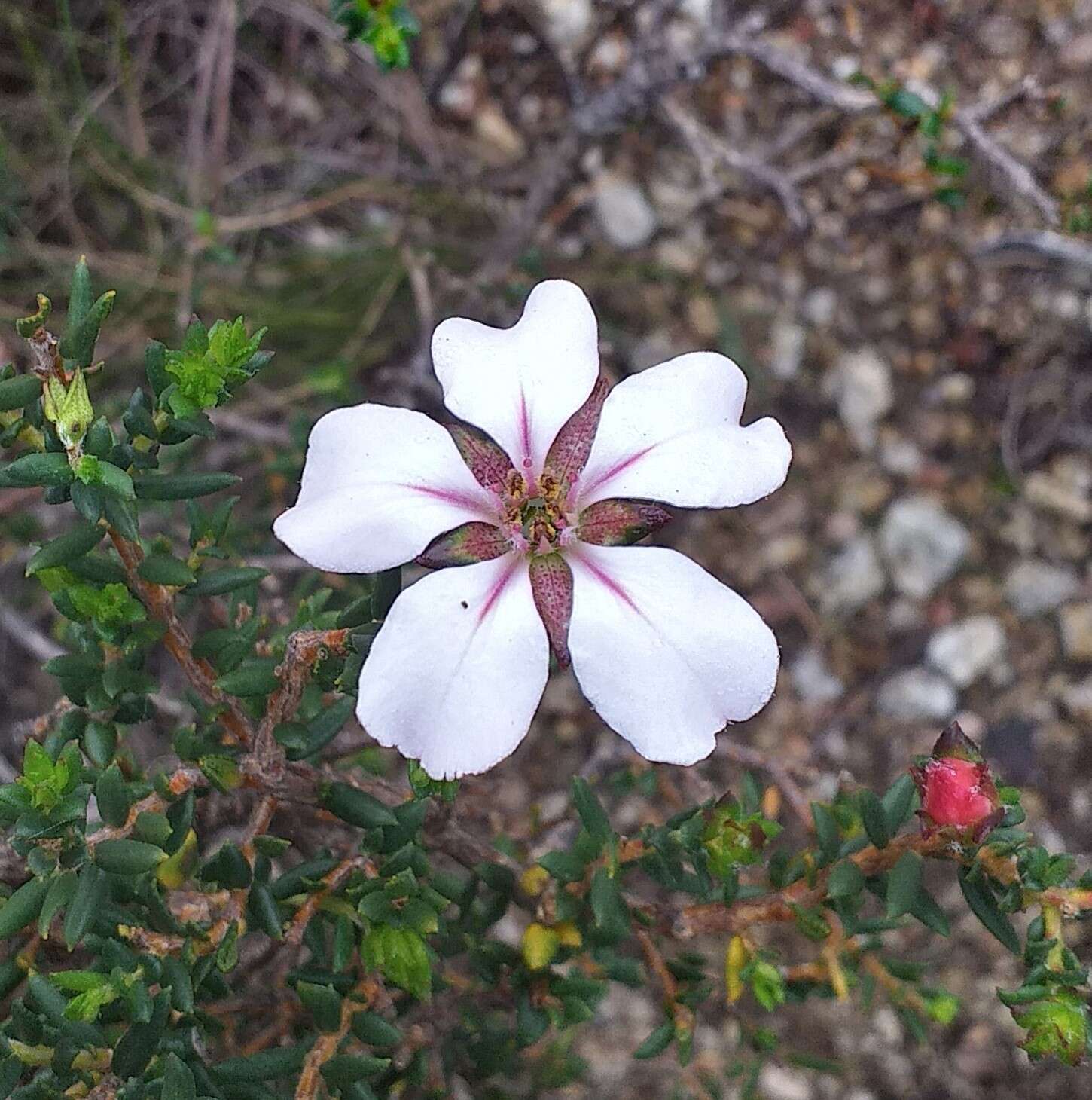 Image of Adenandra uniflora (L.) Willd.