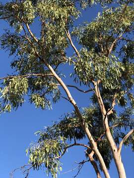 Image of Corymbia dallachiana (Benth.) K. D. Hill & L. A. S. Johnson