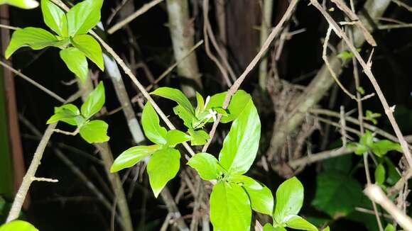 Image of Chomelia tenuiflora Benth.