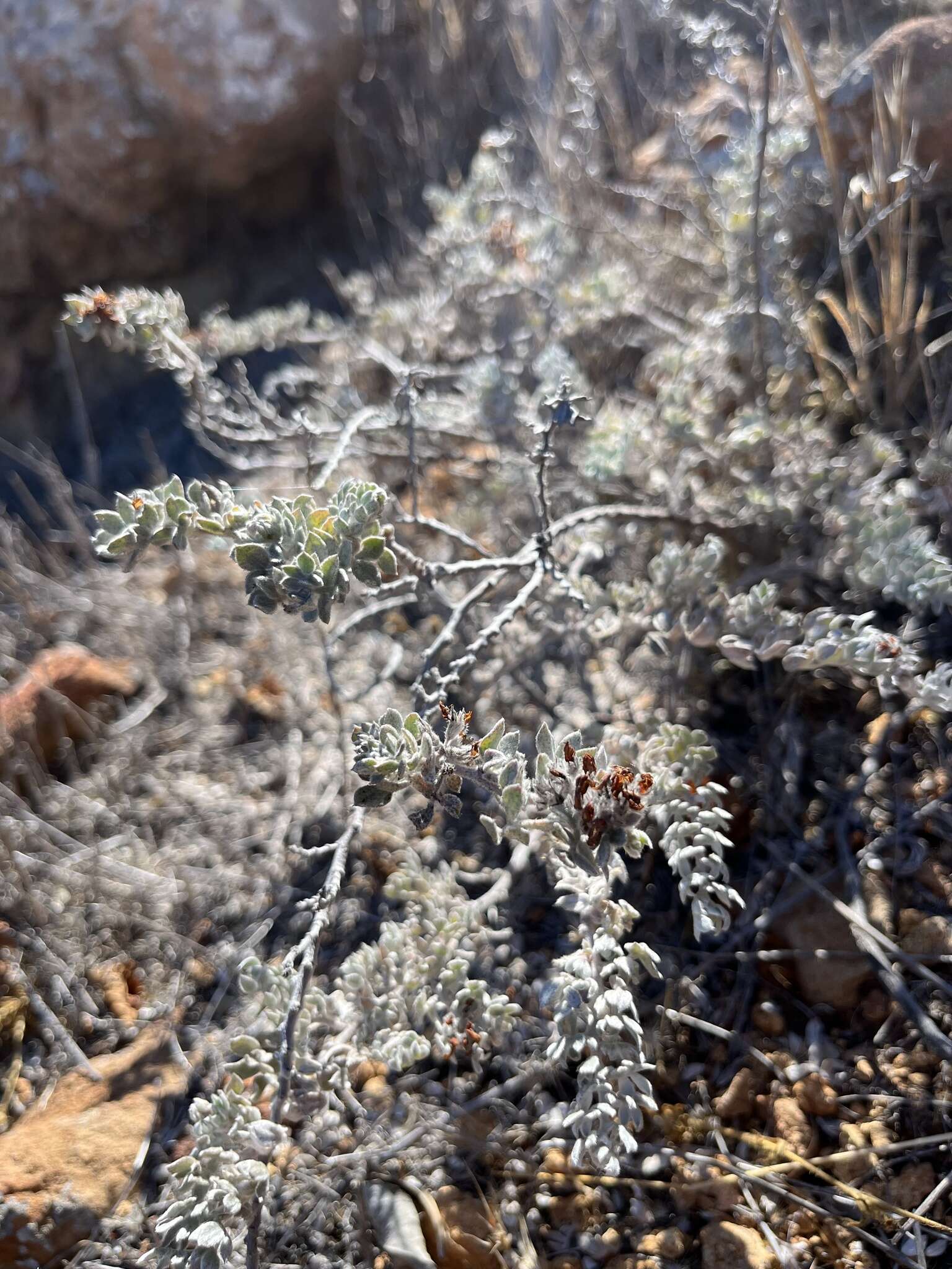 <i>Acmispon argophyllus</i> var. <i>niveus</i>的圖片