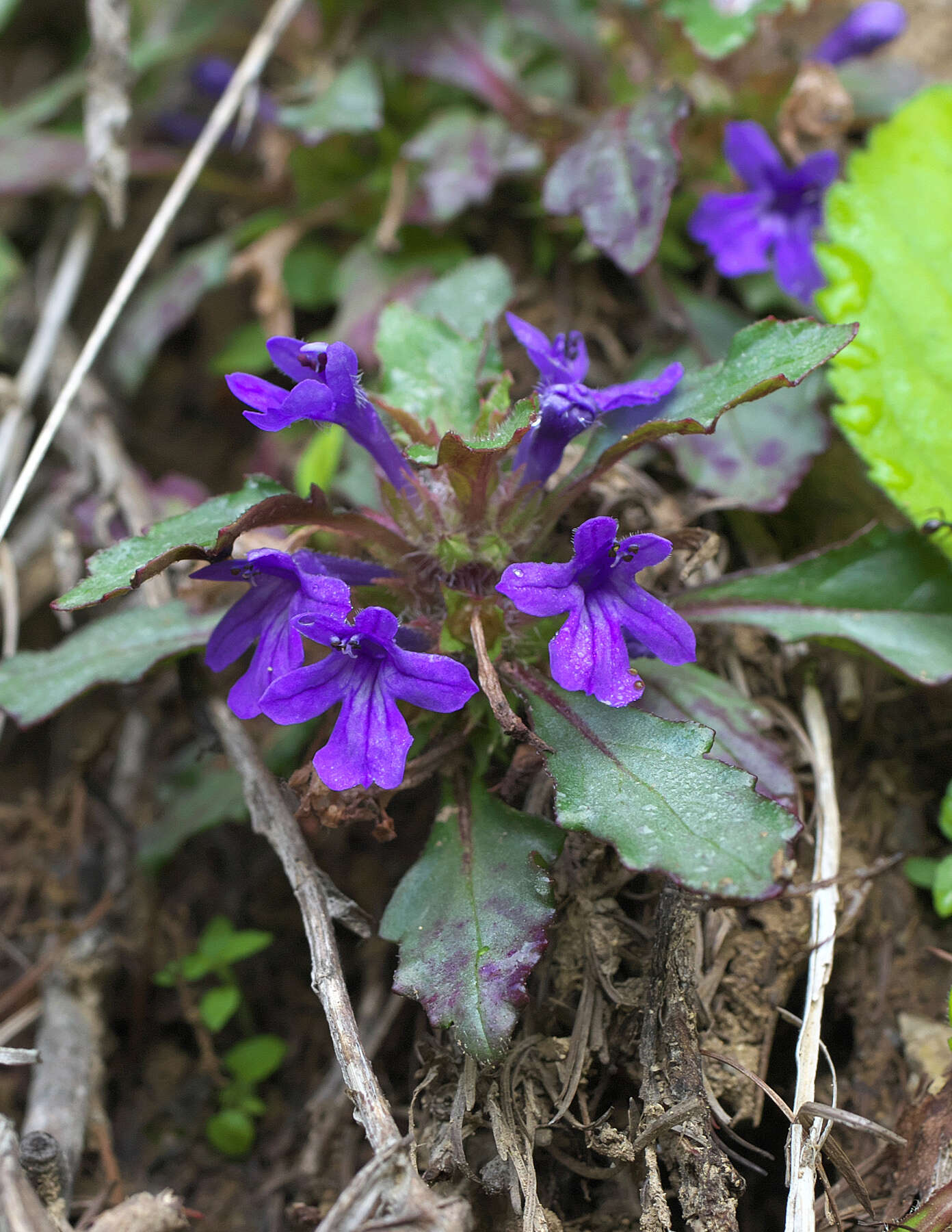 Image of Ajuga makinoi Nakai