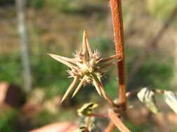 Image of Large-flowered devil-thorns,
