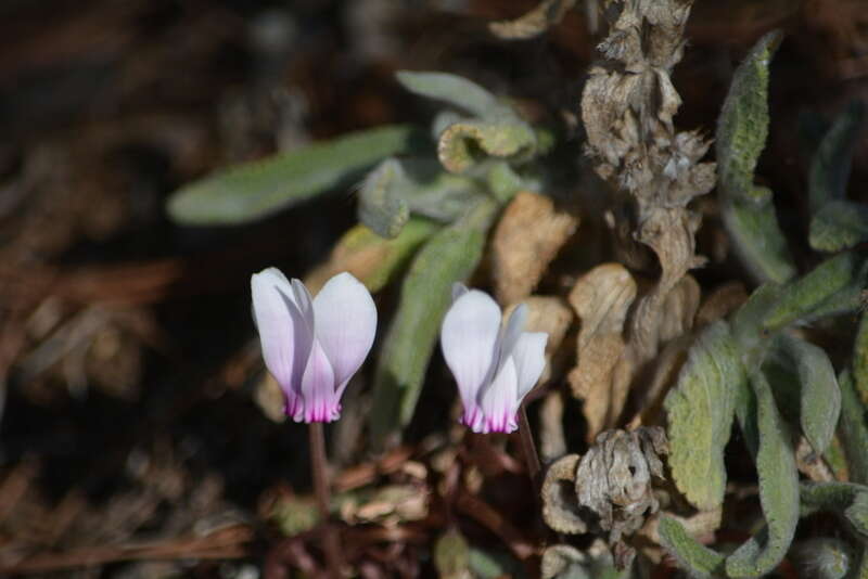 Image of Cyclamen graecum Link