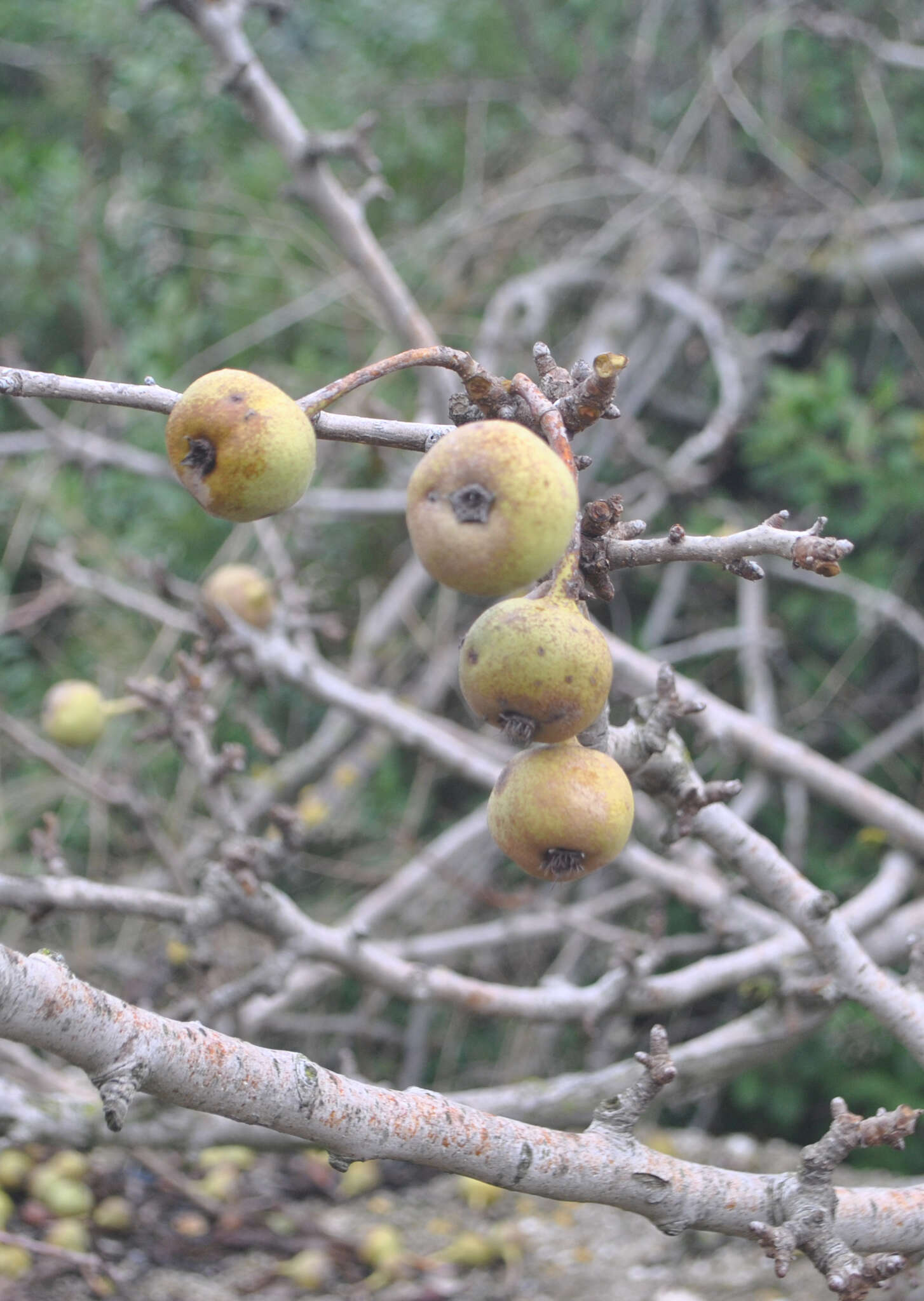 Image of Pyrus syriaca Boiss.