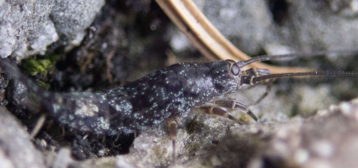 Image of Petridiobius (Petridiobius) arcticus (Folsom 1902)