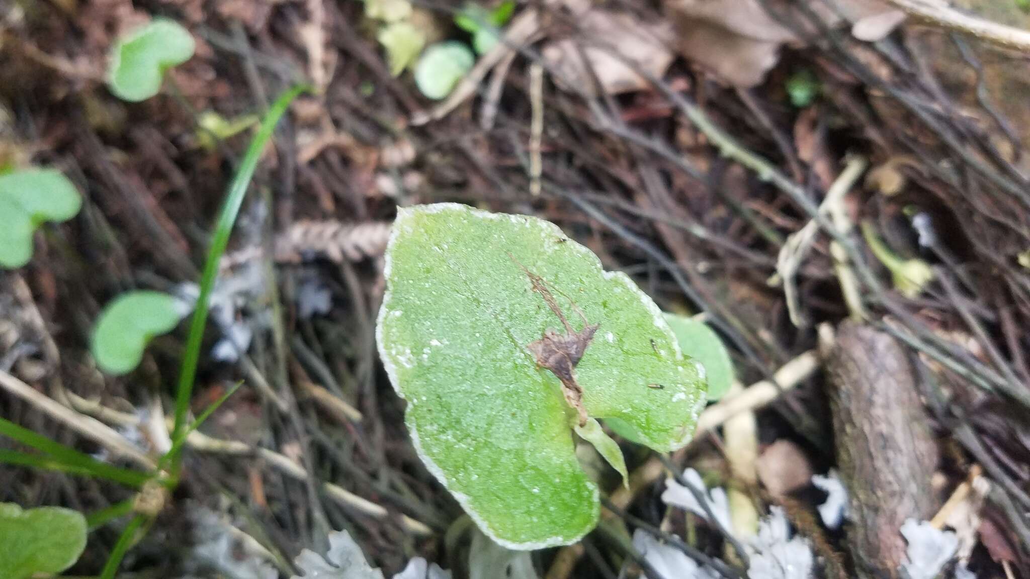 Image of Dancing spider orchid