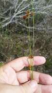 صورة Rhynchospora filifolia A. Gray