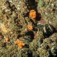 Image of Sea Strawberry