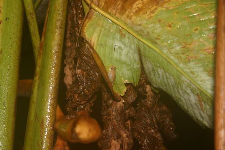 Image of Caretta Robber Frog