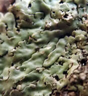 Image of pyxine lichen