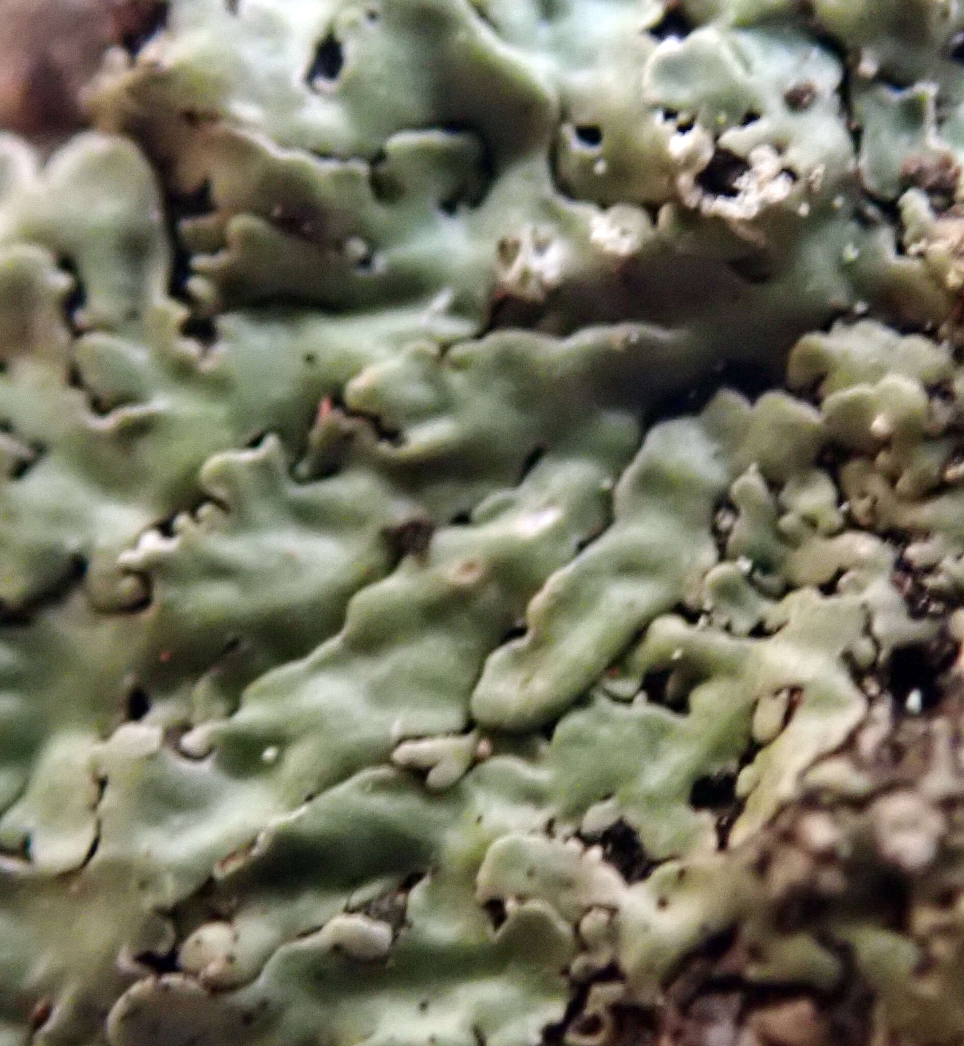 Image of pyxine lichen