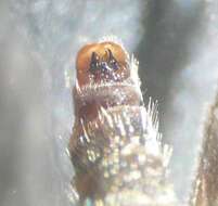 Image of Wood gnat