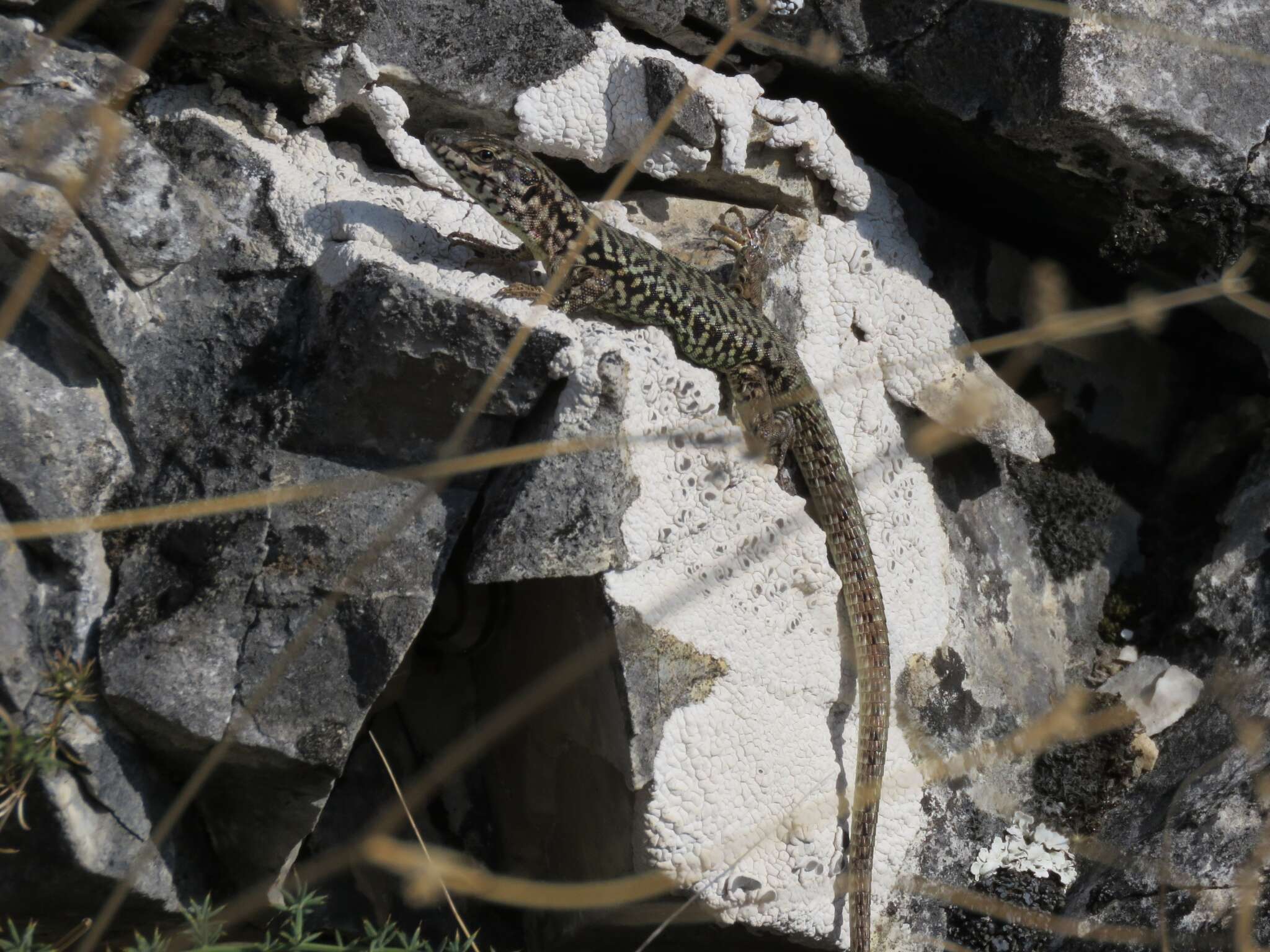 Image of Erhard's Wall Lizard