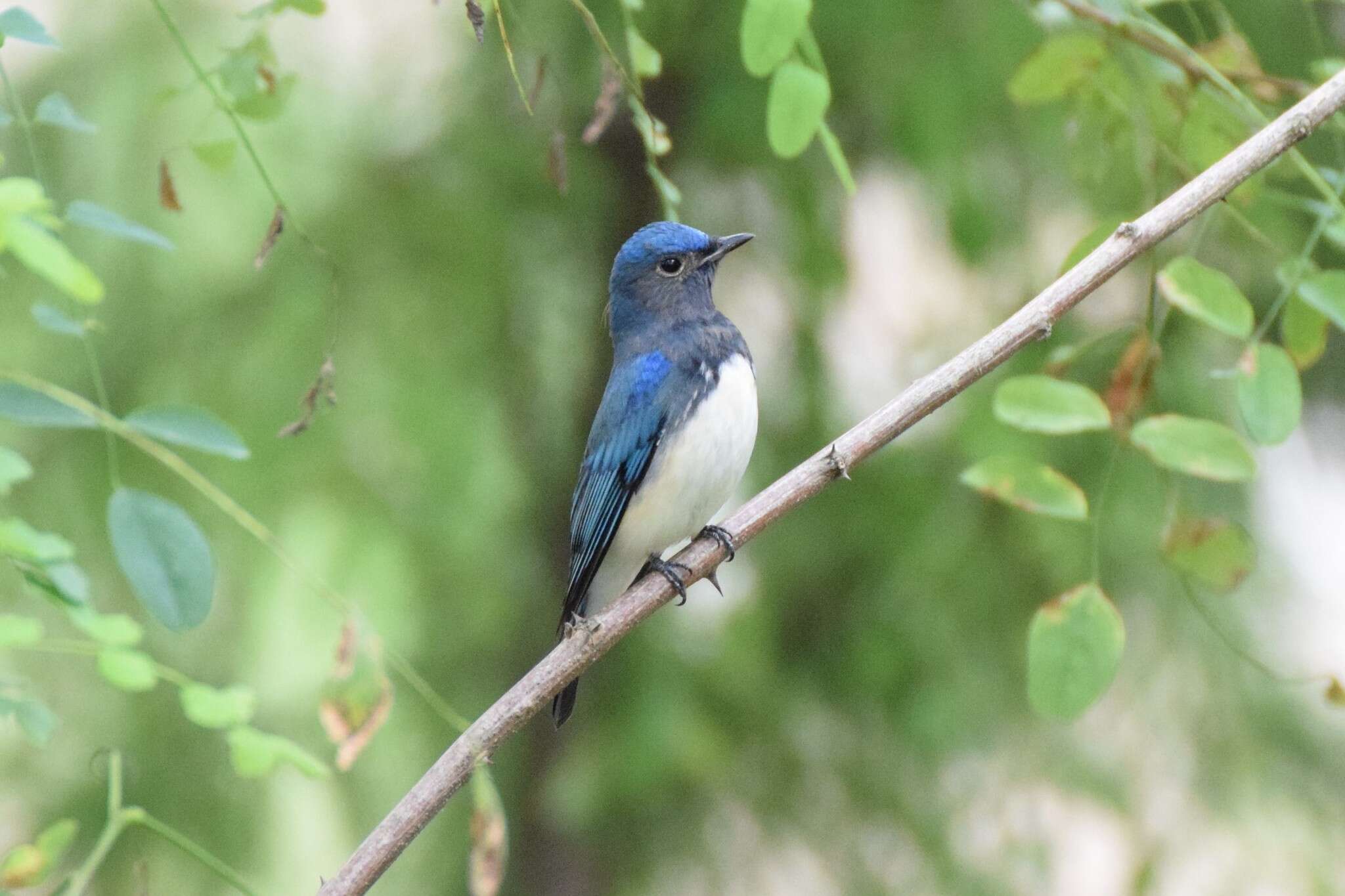 Image of Cyanoptila cyanomelana intermedia (Weigold 1922)