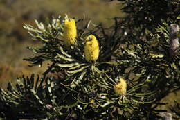 Plancia ëd Banksia attenuata R. Br.