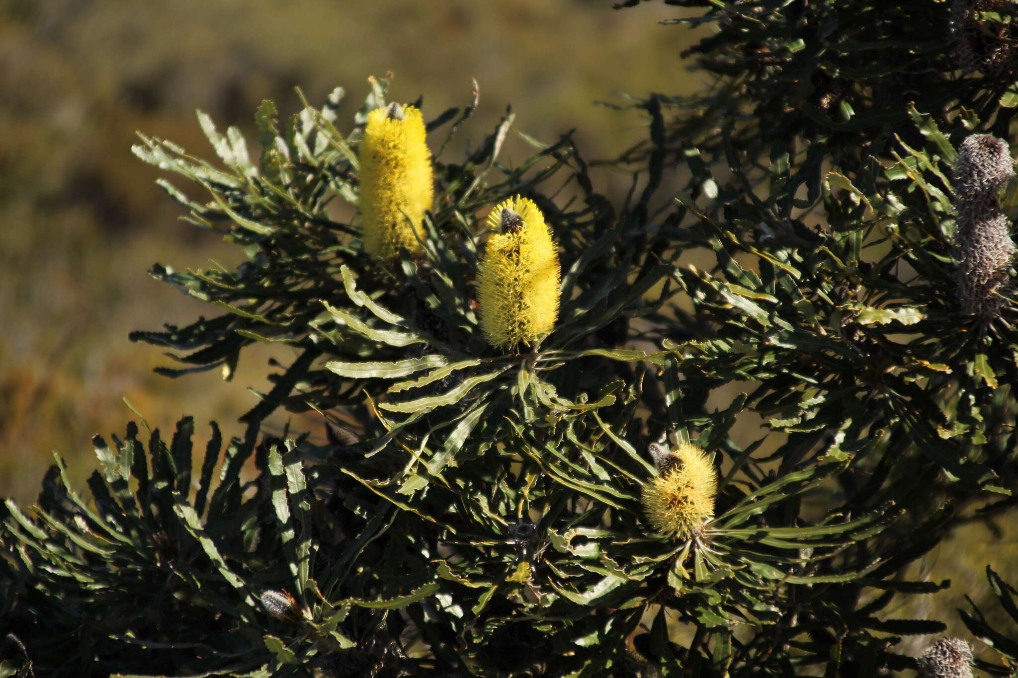 Plancia ëd Banksia attenuata R. Br.