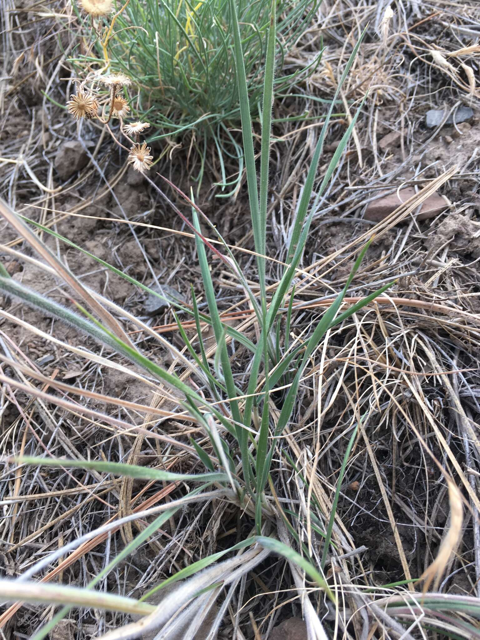 Imagem de Elymus elymoides subsp. elymoides