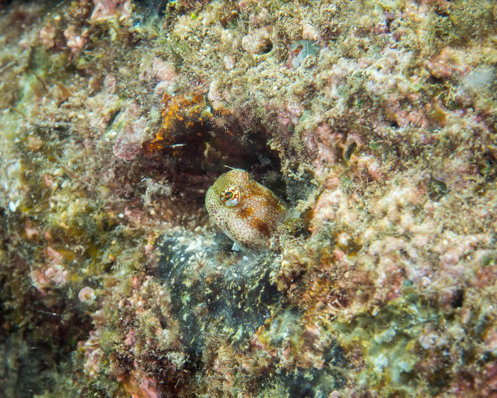 Blenniella gibbifrons (Quoy & Gaimard 1824) resmi