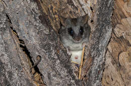 Image of Black-tailed Thallomys