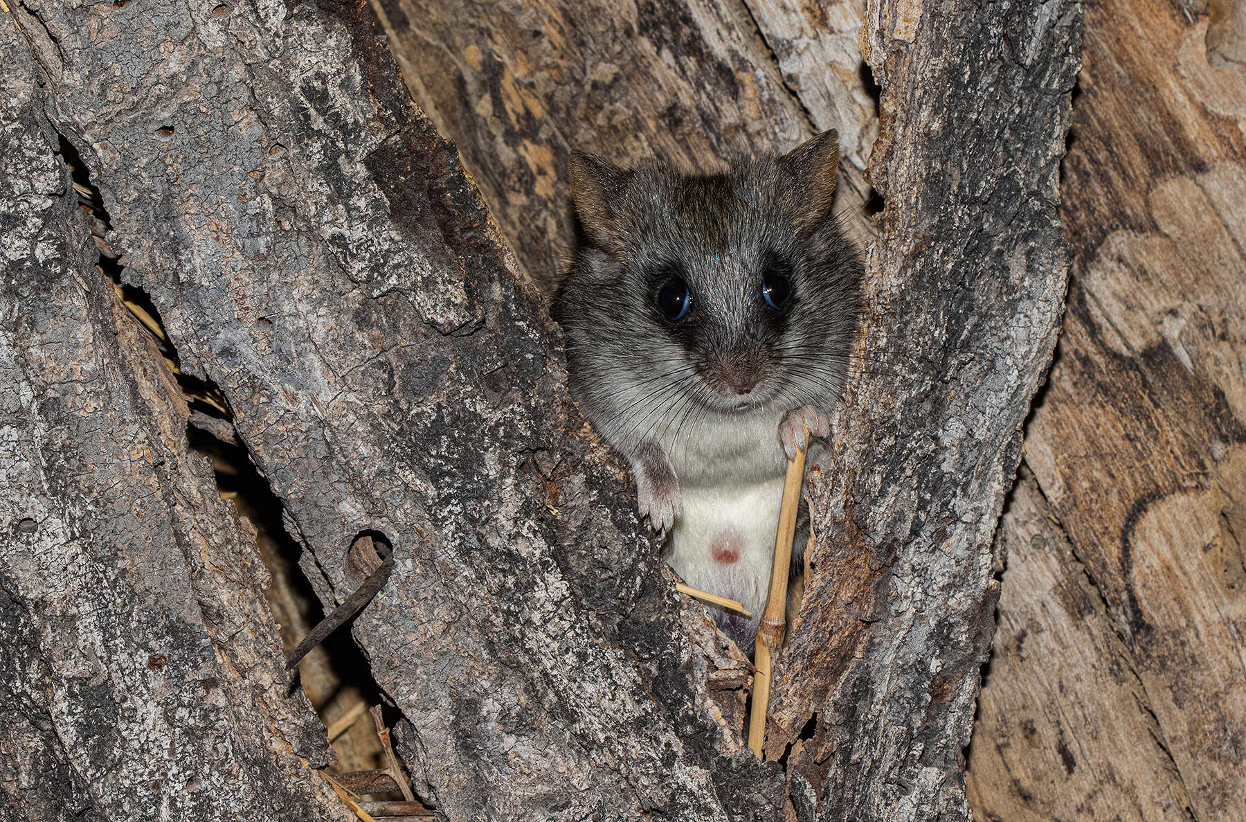 Image of Black-tailed Thallomys