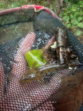 Image of Arno Goby