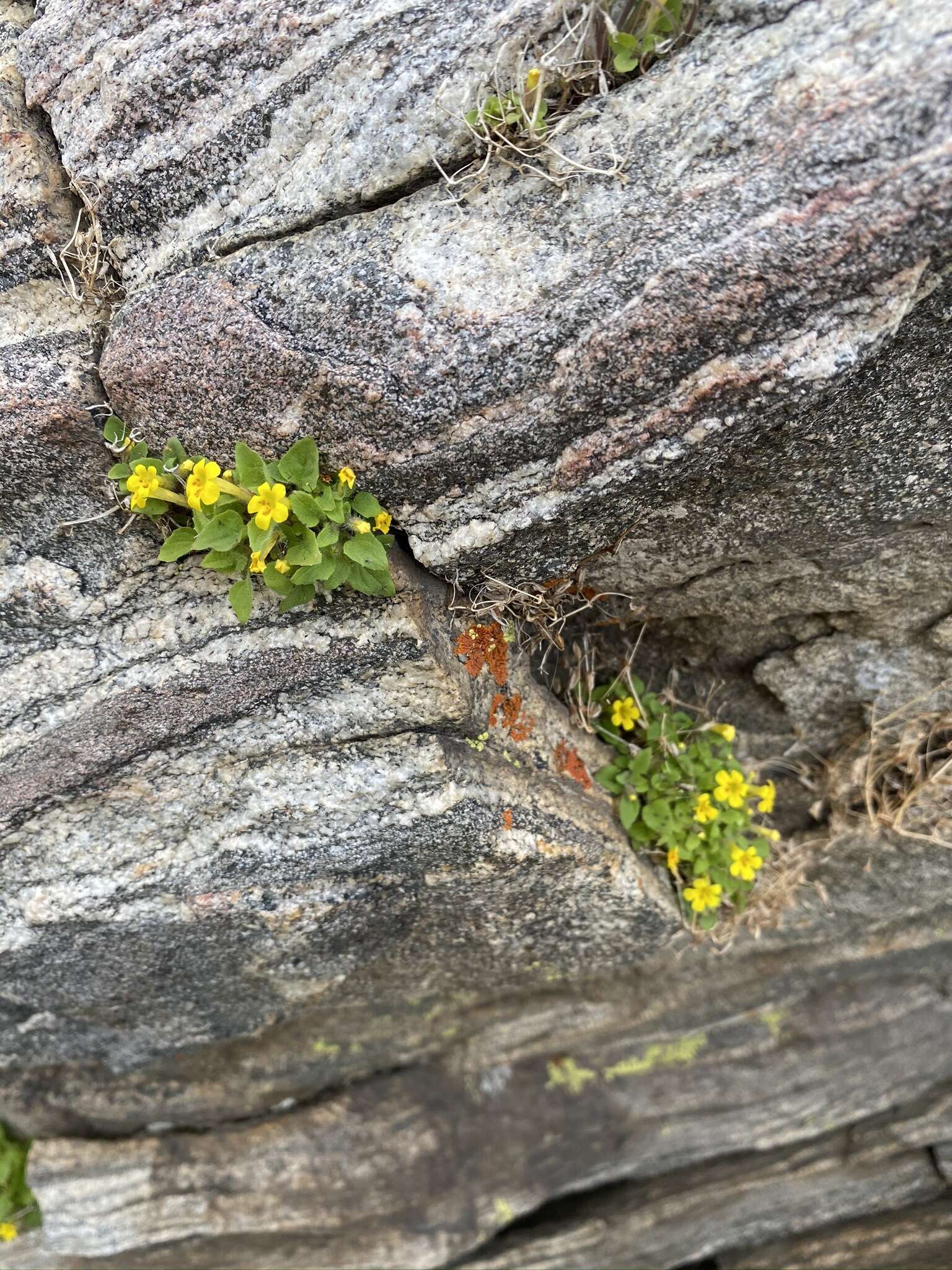 Image of Dudley's monkeyflower