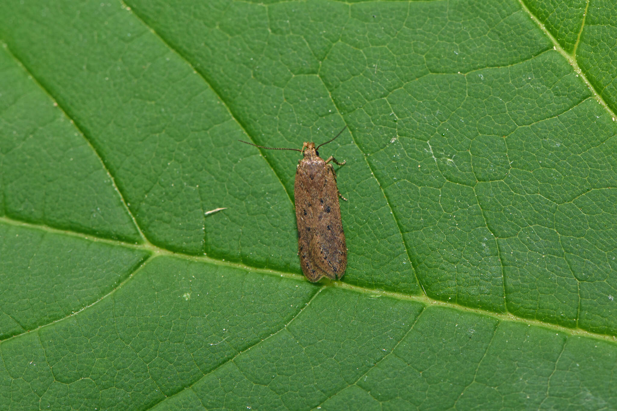 Image de Bryotropha terrella Denis & Schiffermüller 1775