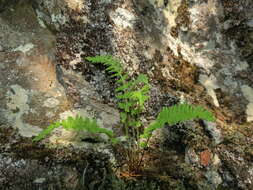 Image of rusty woodsia