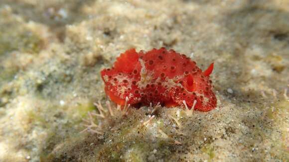 Image of Aldisa fragaria Tibiriçá, Pola & Cervera 2017