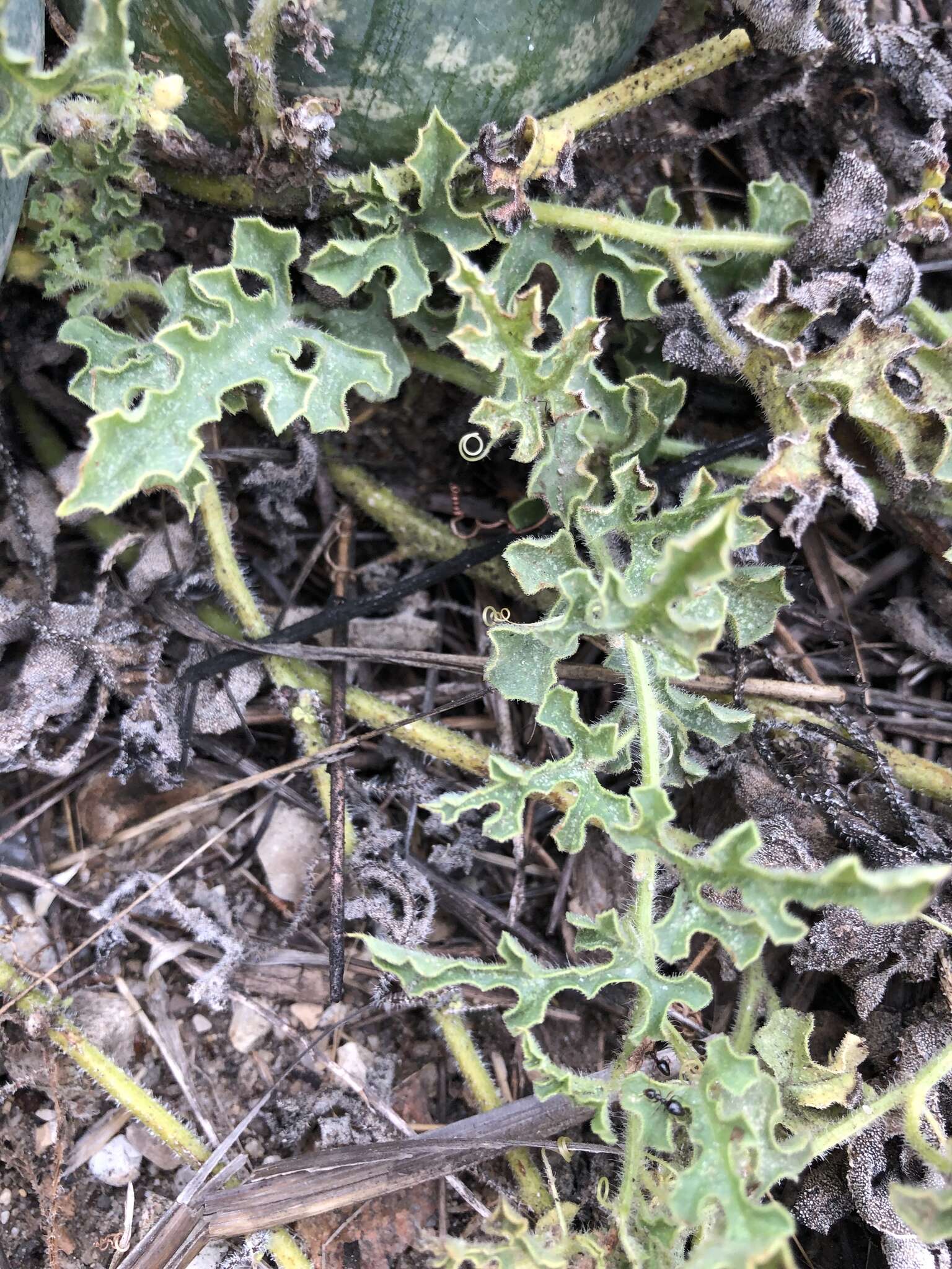 Image of Desert Vines