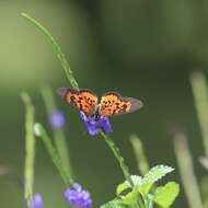 Image of Acraea cepheus Linnaeus 1758