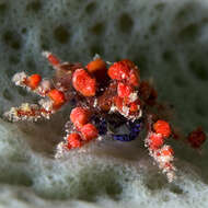 Image of cryptic teardrop crab