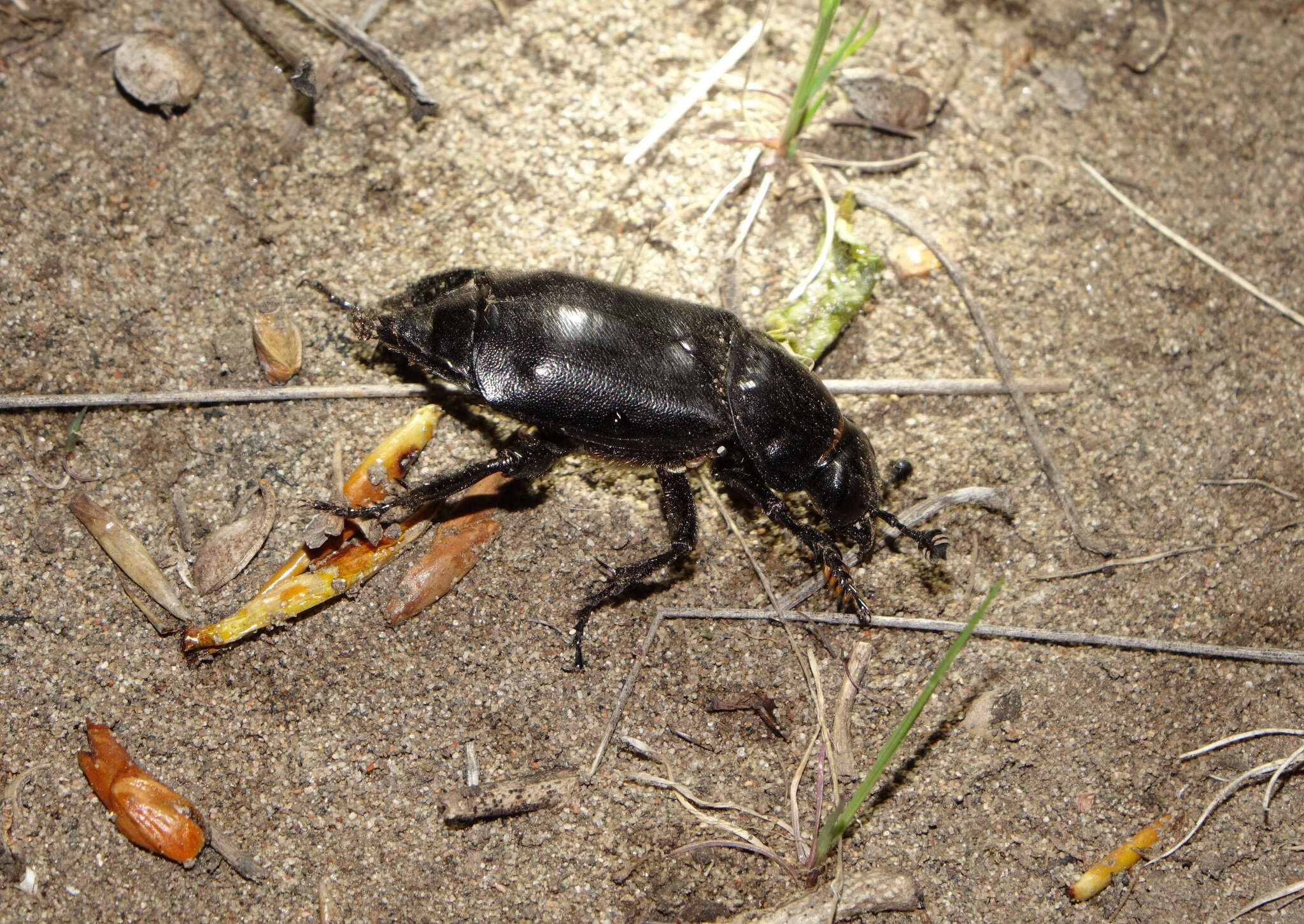 Nicrophorus (Nicrophorus) morio (Gebler 1817) resmi