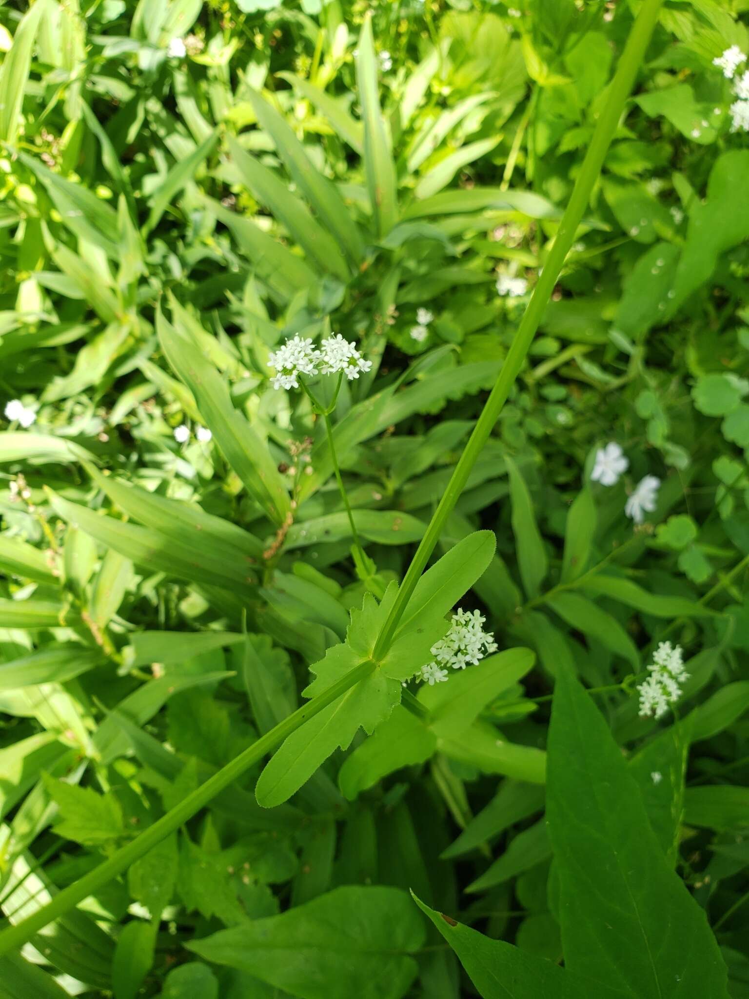 Image of navel cornsalad