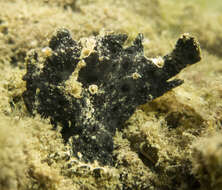 Image of Painted frogfish