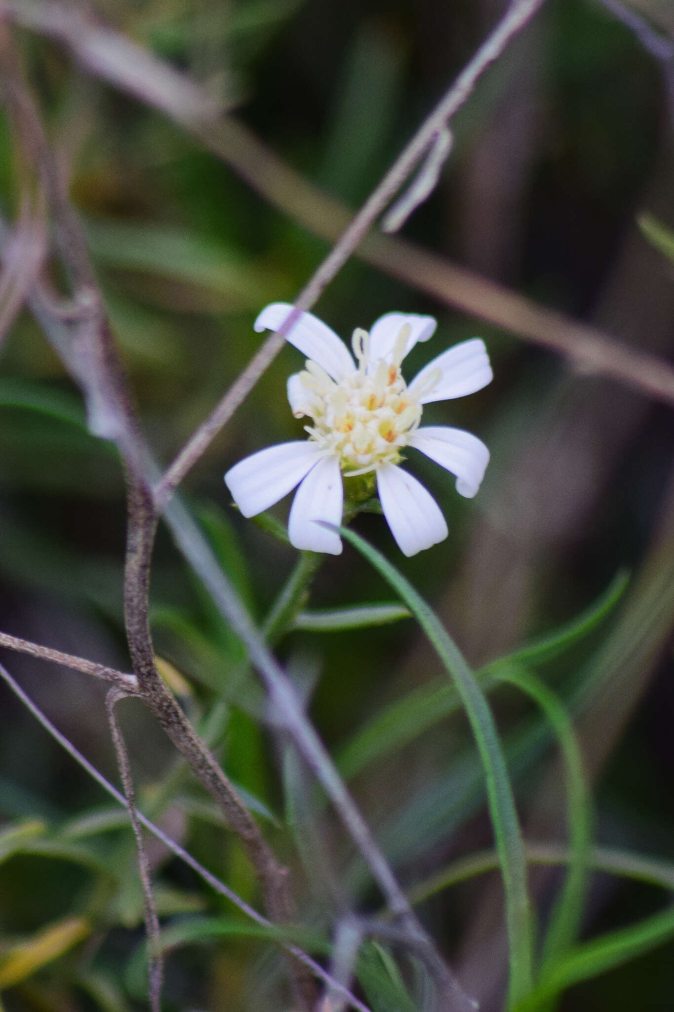 Image of Gutierrezia gilliesii Griseb.