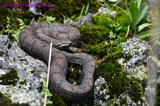 Image of Cross-banded Mountain Rattlesnake