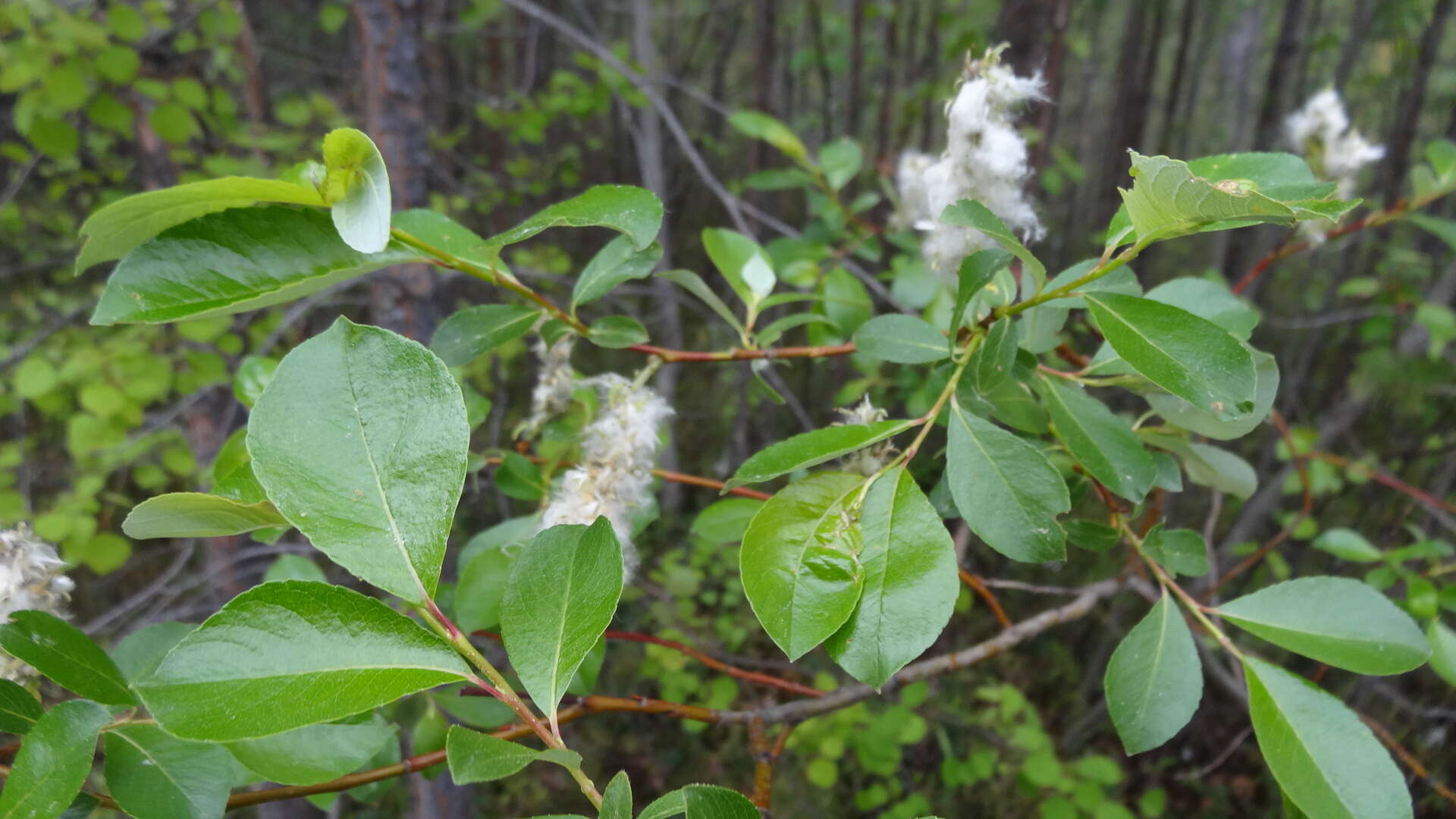 Image of tea-leaved willow