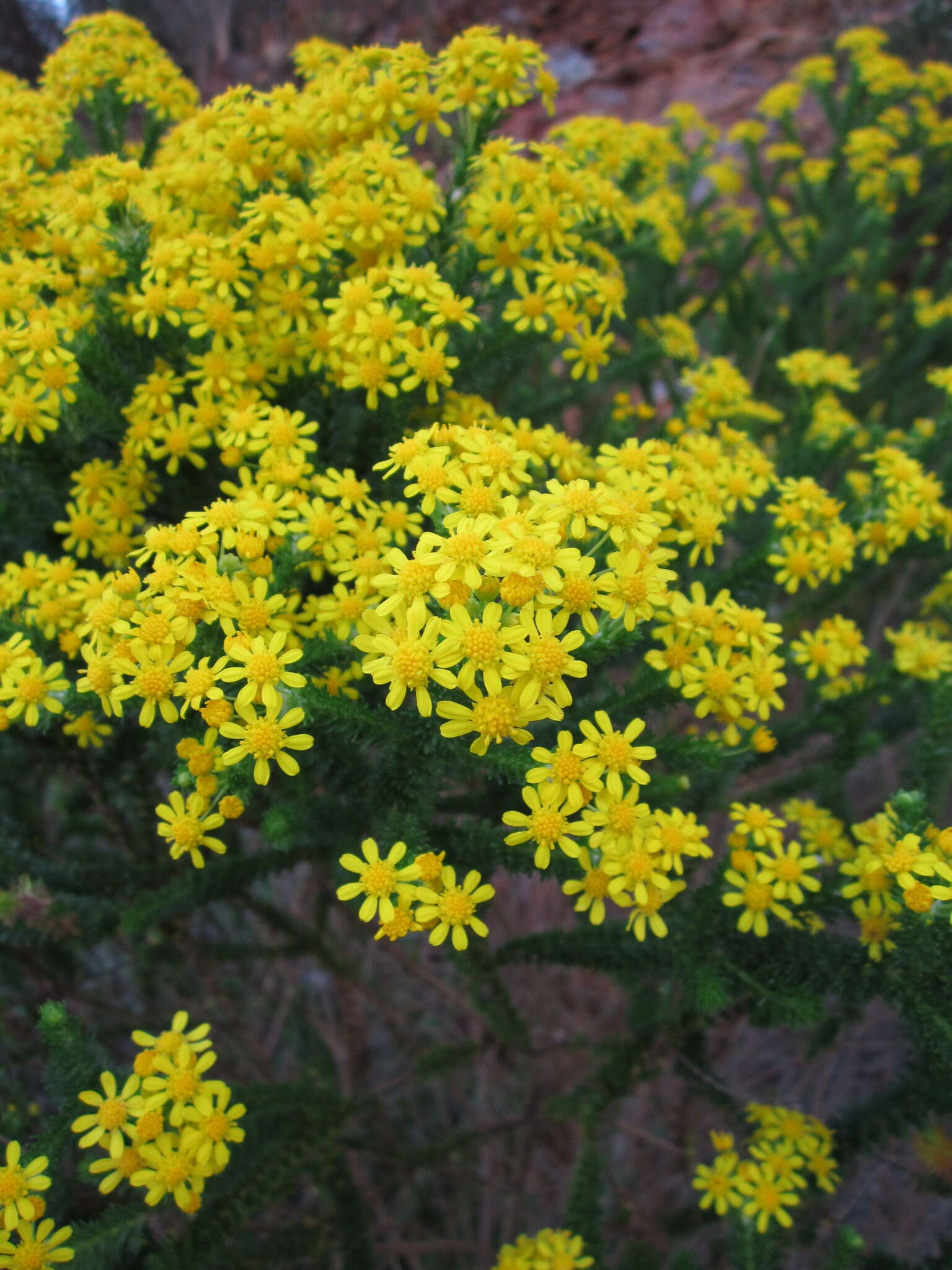 Image of Euryops virgineus (L. fil.) Less.