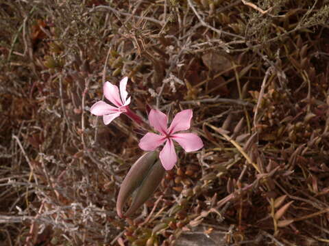 Image of Pachypodium succulentum (L. fil.) Sweet