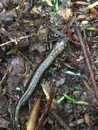 Image of Allegheny Mountain Dusky Salamander