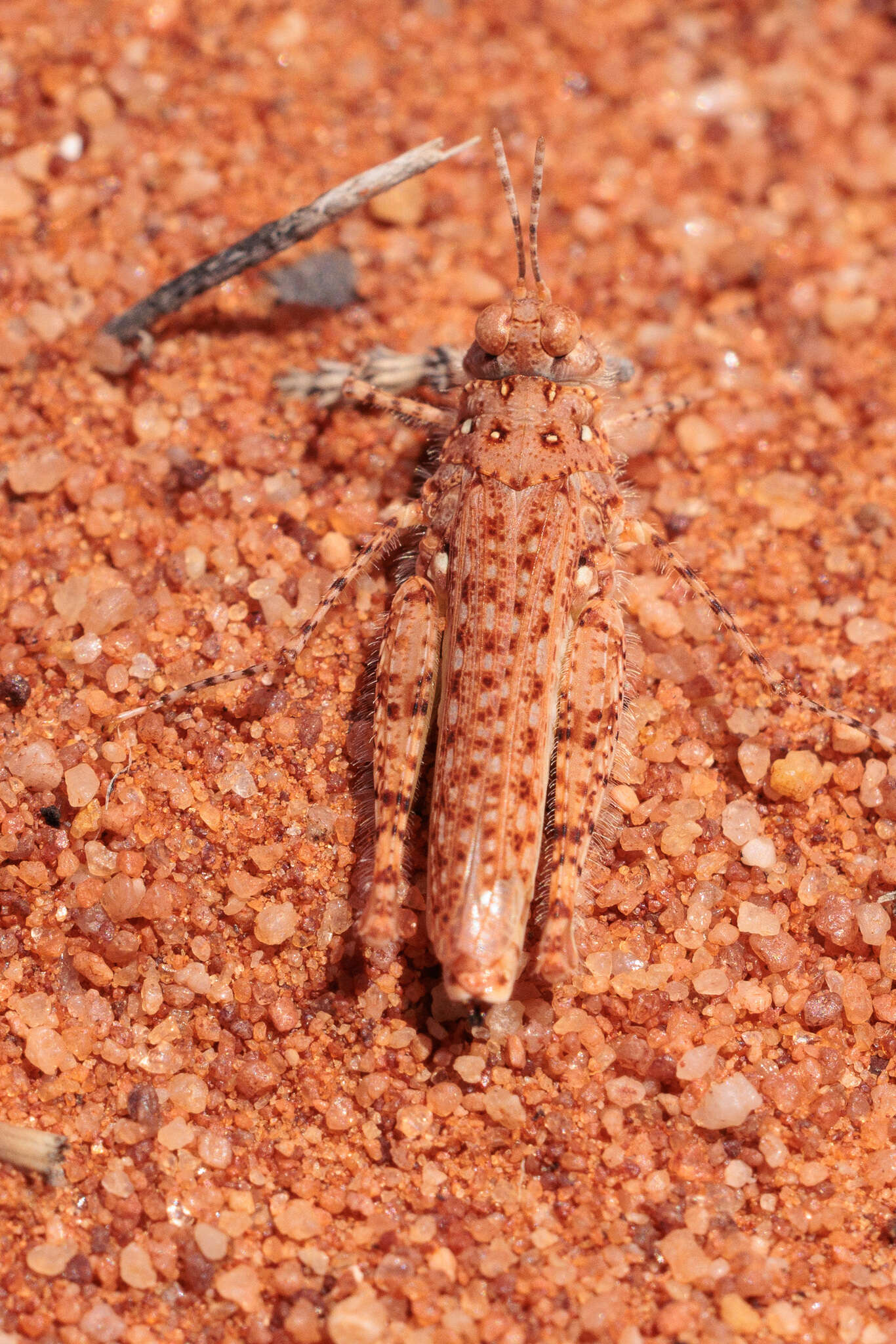 Image of Urnisiella rubropunctata Sjöstedt 1930