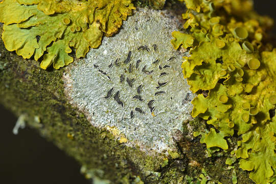 Sivun Phaeographis dendritica (Ach.) Müll. Arg. kuva